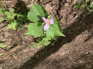 A pink flower is growing in the dirt.